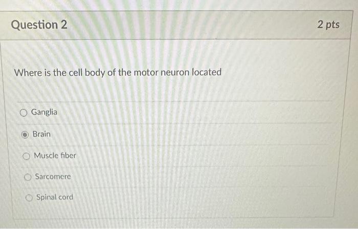 Solved Where is the cell body of the motor neuron located | Chegg.com