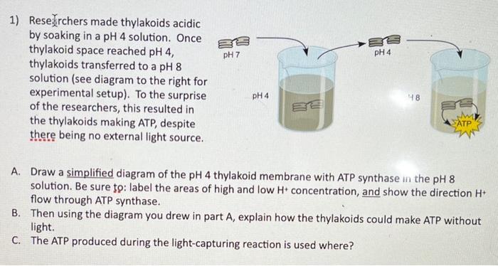 Solved 1) Rese.Irchers made thylakoids acidic by soaking in | Chegg.com