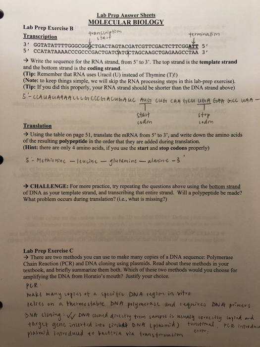 Solved Lab Prep Answer Sheets MOLECULAR BIOLOGY Lab Prep