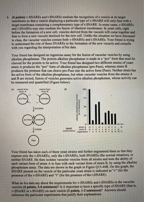 Solved 6. (6 points) VSNARES and 1SNAREs mediate the