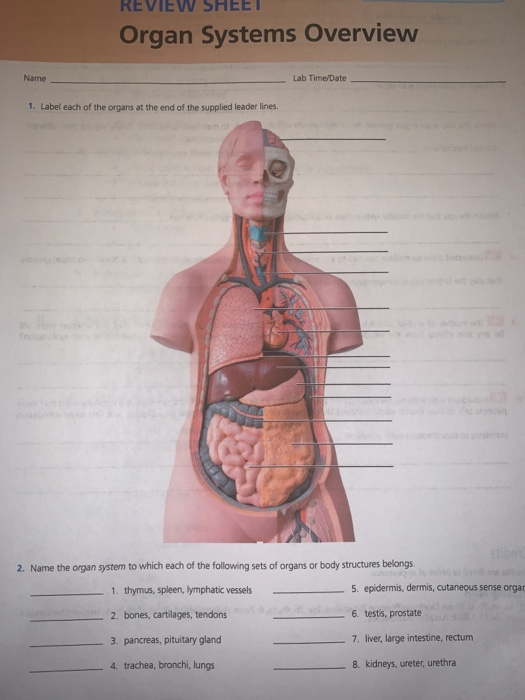 Solved REVIEW SHEET Organ Systems Overview Name Lab | Chegg.com