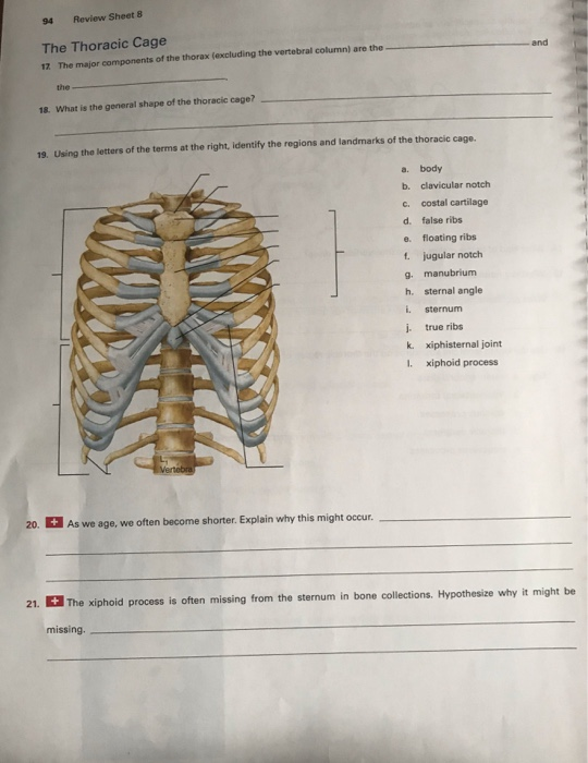 Solved EXERCISE REVIEW SHEET The Axial Skeleton Lab | Chegg.com