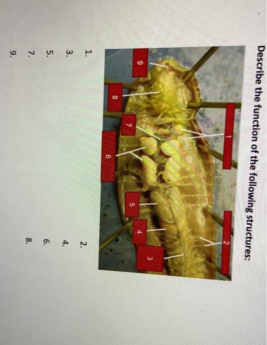 Solved Describe the function of the following structures: 3 | Chegg.com