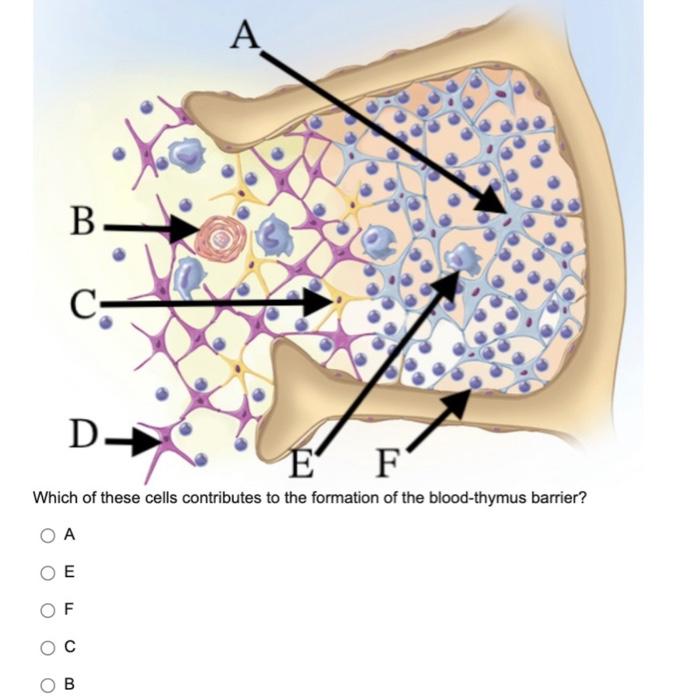 Solved A B B- C- D- E F Which Of These Cells Contributes To 