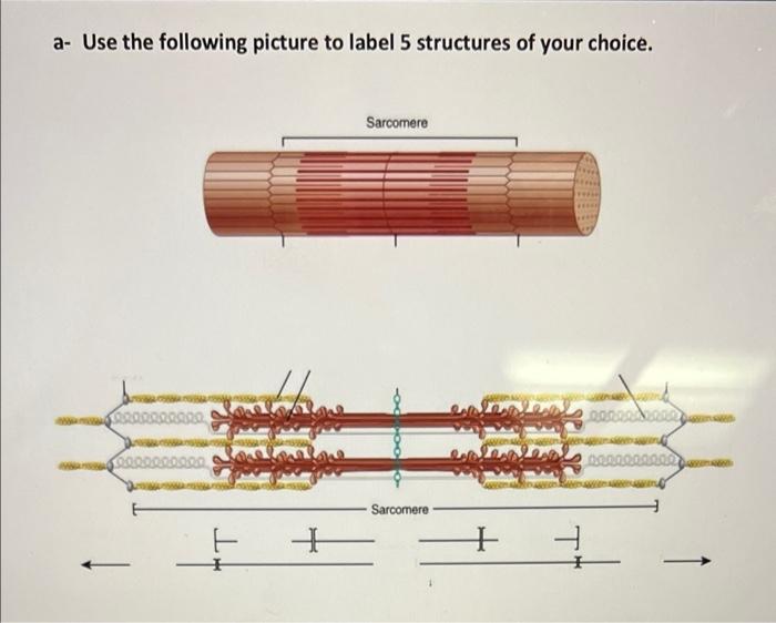 Solved a- Use the following picture to label 5 structures of | Chegg.com