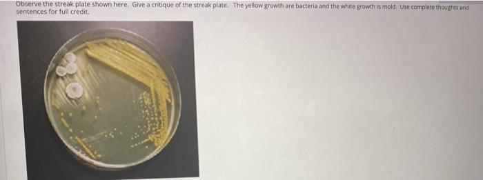 bacterial streak plate