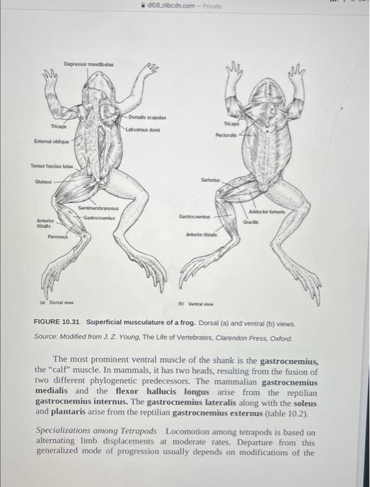 extensors-that-dorsiflex-the-ankle-via-long-tendons-chegg