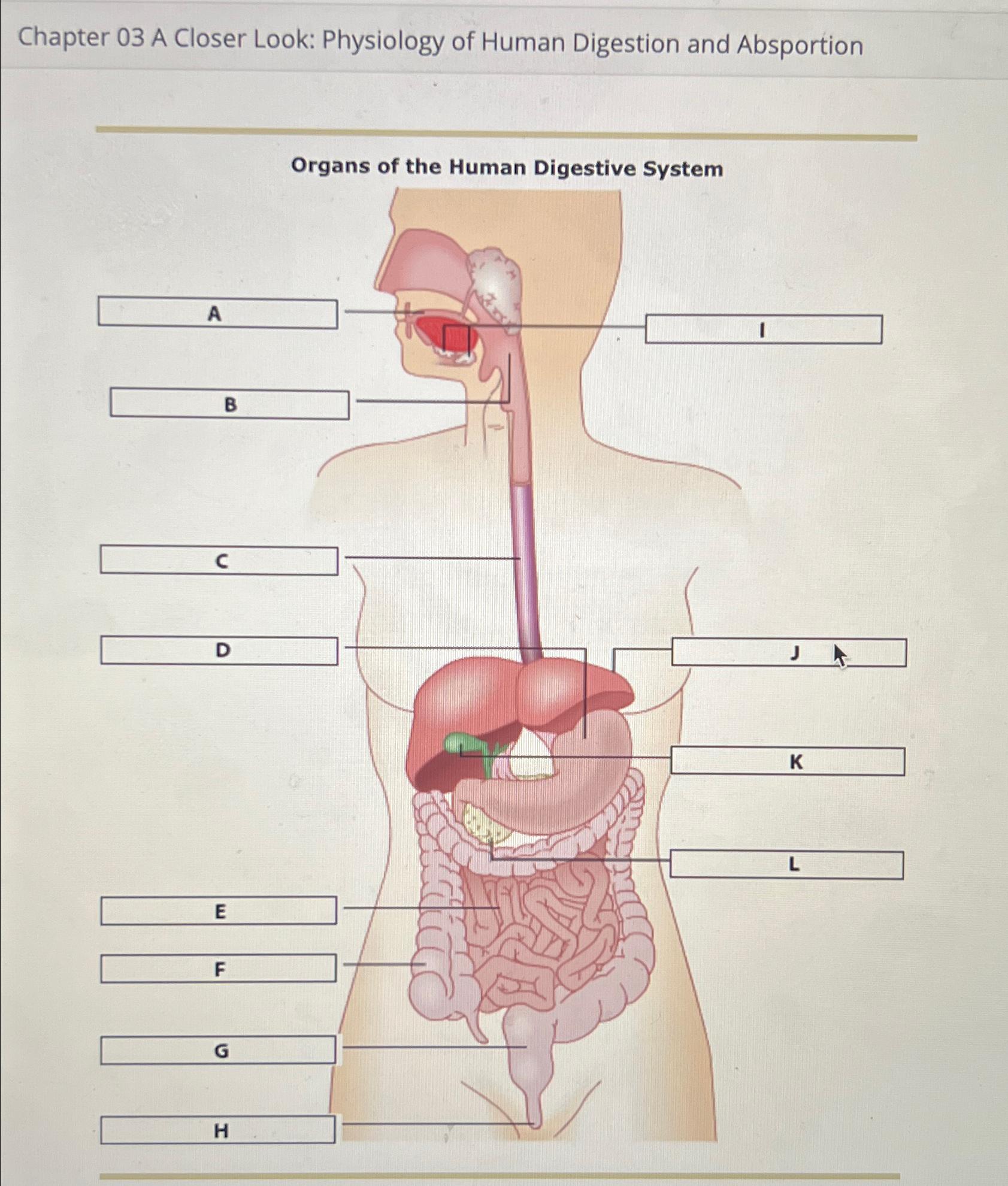 Physiology of Human Digestion