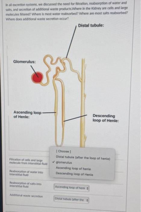 Solved In all excretion systems, we discussed the need for | Chegg.com