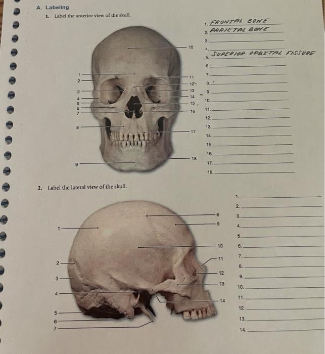 The Bones of the Skull, Human Anatomy and Physiology Lab (BSB 141)