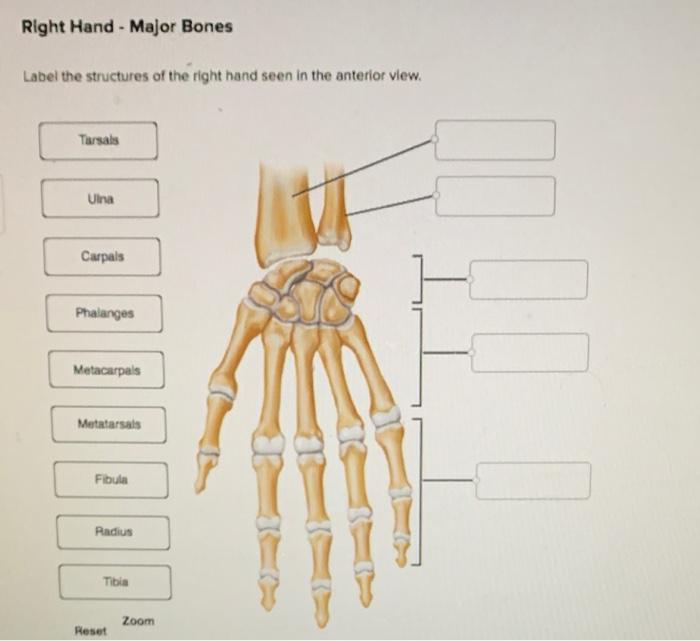 right anterior hand bones