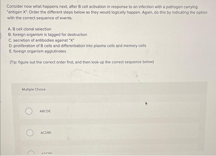 Solved Consider Now What Happens Next, After B Cell | Chegg.com