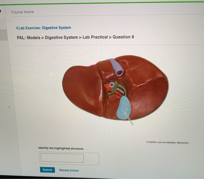 Solved Course Home Digestive System > Lab Practical > | Chegg.com