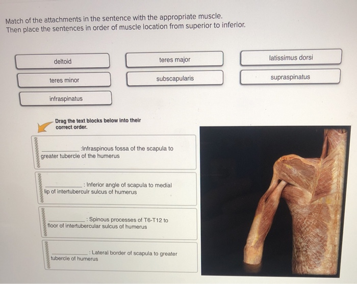 Solved Match of the attachments in the sentence with the