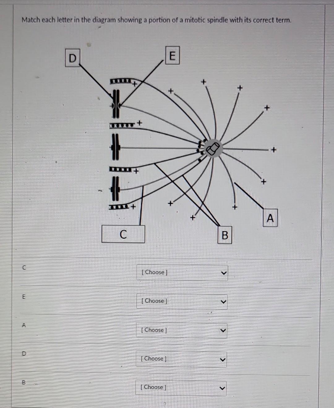 Solved Part C The Mitotic Spindle The Mitotic Spindle Chegg Com