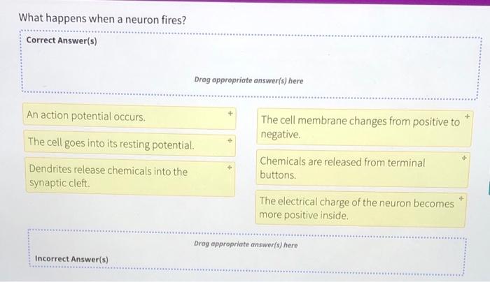 how-do-neurons-work-the-scientist-magazine