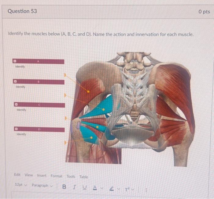 Solved Identify the muscles below (A, B, C, and D). Name the | Chegg.com