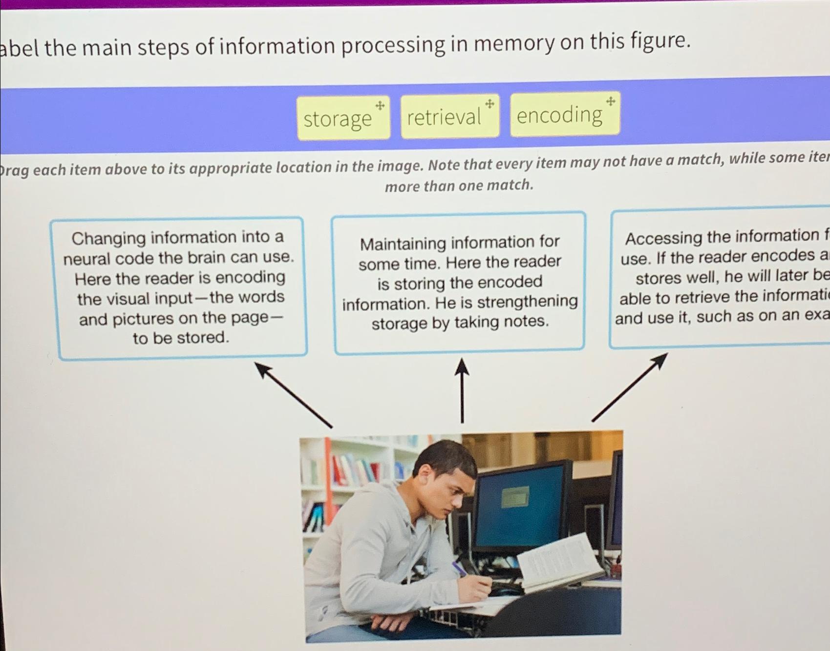 Solved Label the main steps of information processing in | Chegg.com