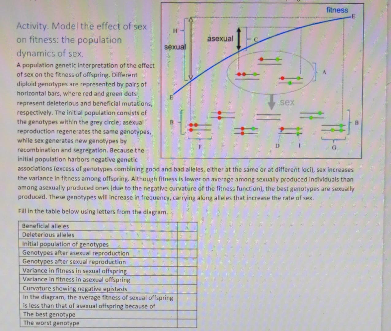 Solved fitness asexual -E Activity. Model the effect of sex | Chegg.com