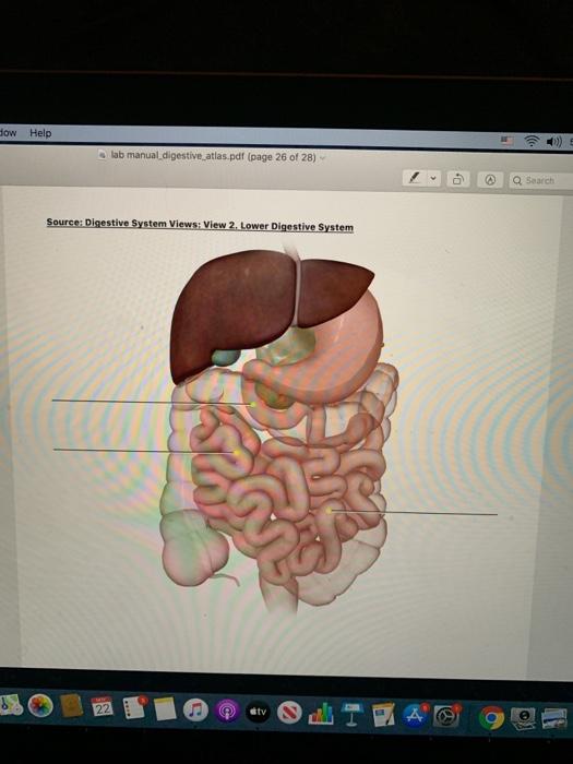 Solved How Help lab manual digestive atlas.pdf (page 26 of | Chegg.com