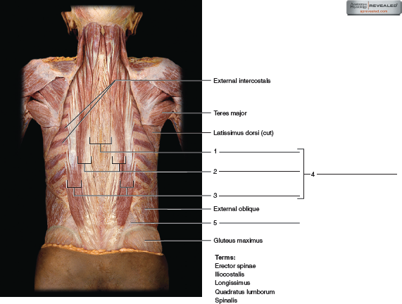 Chapter 24 Solutions Laboratory Manual For Human Anatomy