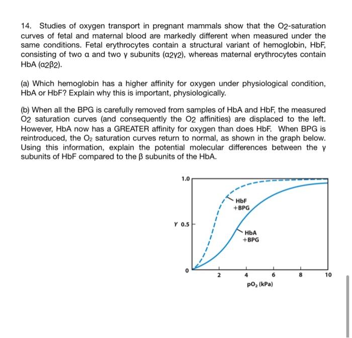 Solved 14. Studies Of Oxygen Transport In Pregnant Mammals | Chegg.com