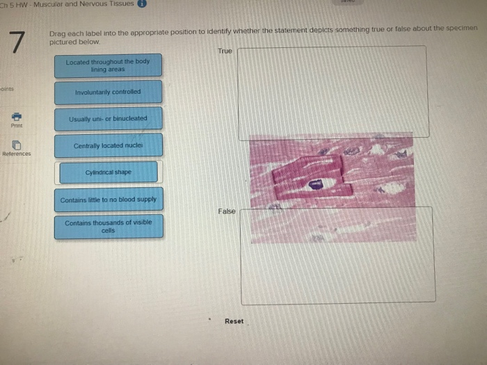 Ch 5 HW- Muscular and Nervous Tissues Drag each label | Chegg.com