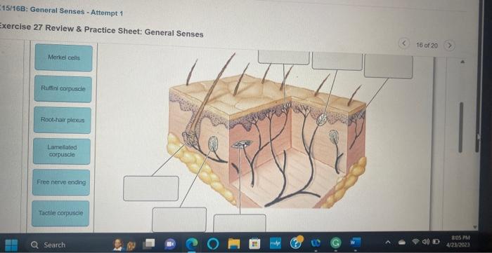 Solved Exercise 27 Review \& Practice Sheet: General Senses | Chegg.com