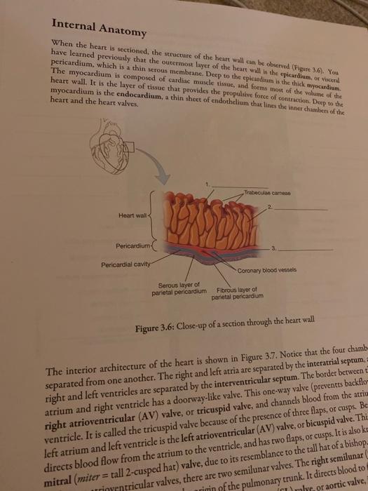 Internal Anatomy When the heart is sectioned, the | Chegg.com