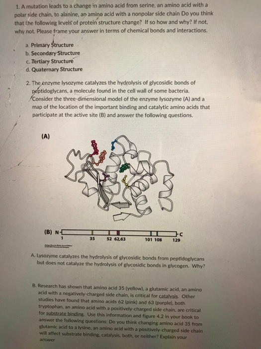 Solved 1. A mutation leads to a change in amino acid from | Chegg.com