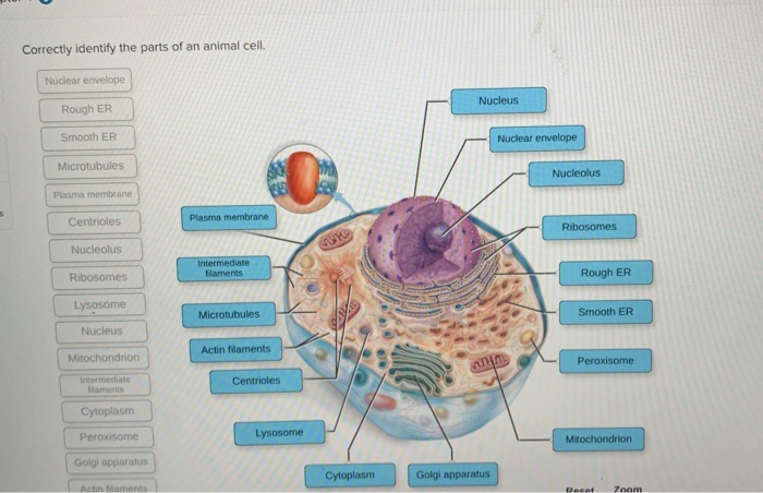 Correctly Identify The Parts Of An Animal Cell Chegg Com