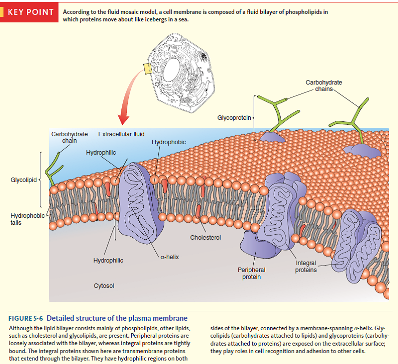 label-the-parts-of-the-cell-membrane-labels-database-my-xxx-hot-girl