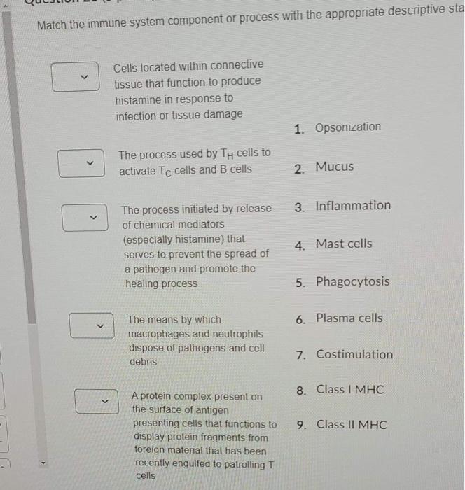 Solved Match the immune system component or process with the | Chegg.com