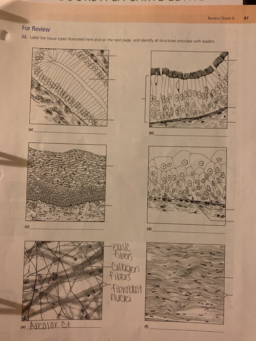 Solved Review Sheet 6 87 For Review 22. Label the tissue | Chegg.com