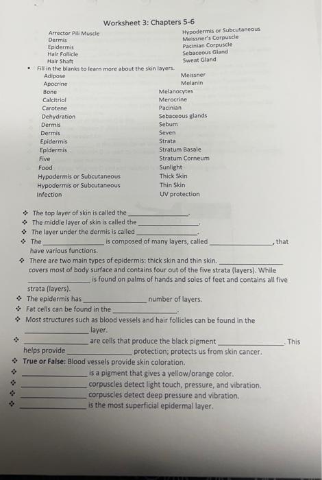 Solved Worksheet 3: Chapters 5-6 * The top layer of skin is | Chegg.com