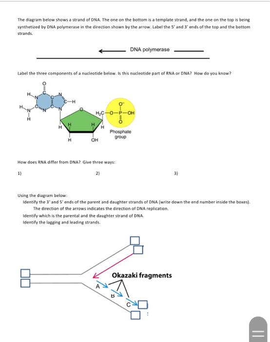 Solved Match the enzymes used in DNA Replication with their