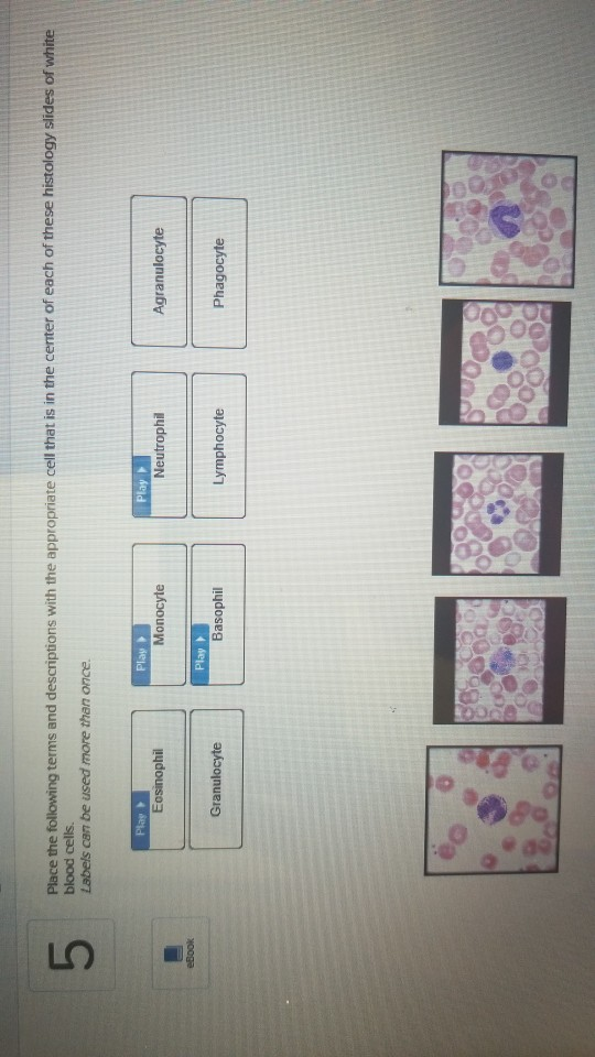 Solved 1 Drag Each Of The Labels Into The Appropriate Chegg