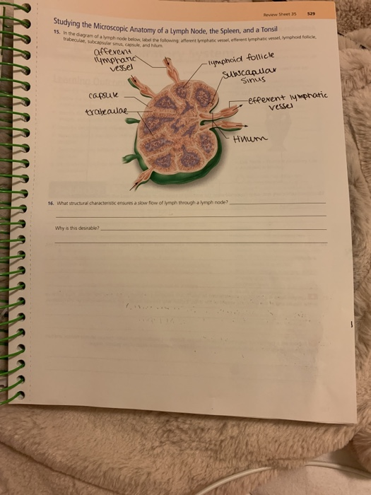 Solved Studying the Microscopic Anatomy of a Lymph Node, the | Chegg.com