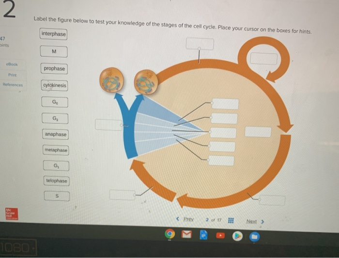 Prophase Labeling Question Solved 2 Label the figure below to test your knowledge of | Chegg.com