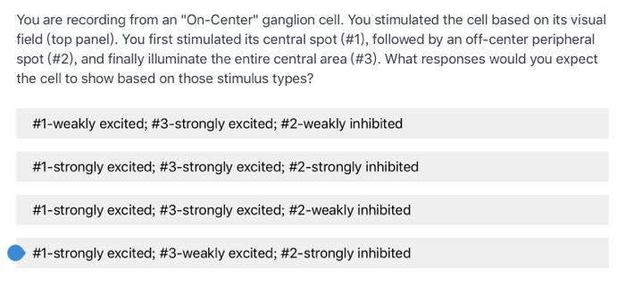 Solved You are recording from an "On-Center" ganglion cell. | Chegg.com