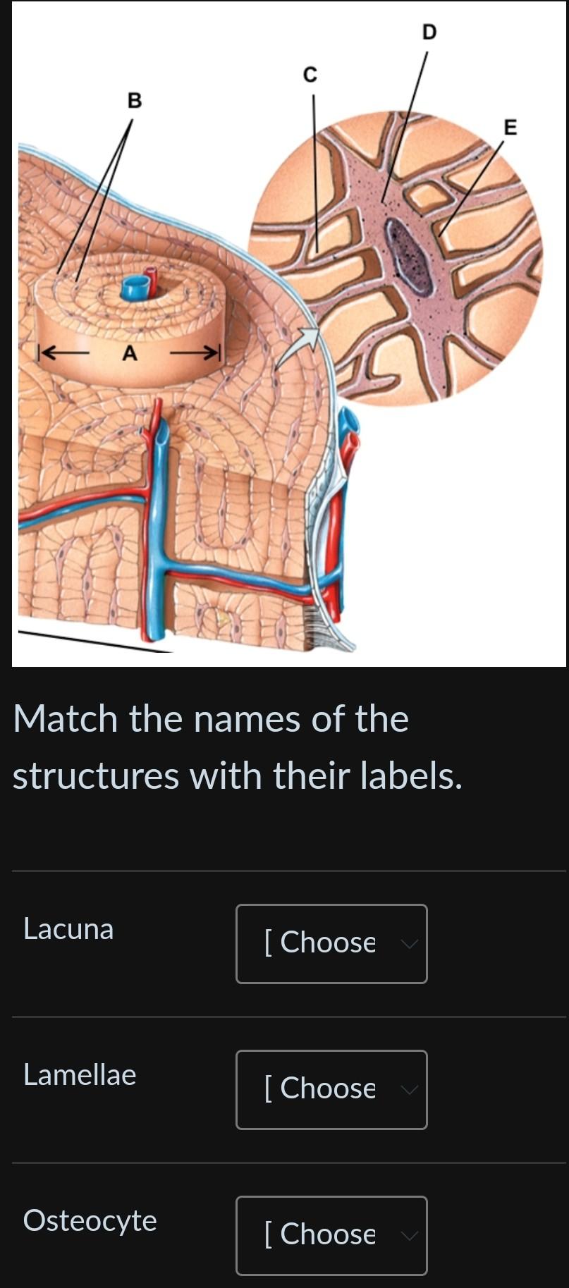Solved Match the names of the structures with their labels. | Chegg.com