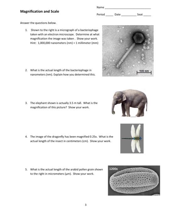 Solved Name Magnification and Scale Period Date Seat Answer | Chegg.com