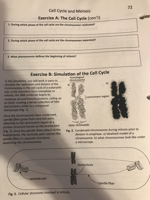 Solved Cell Cycle and Meiosis Exercise A: The Cell Cycle | Chegg.com