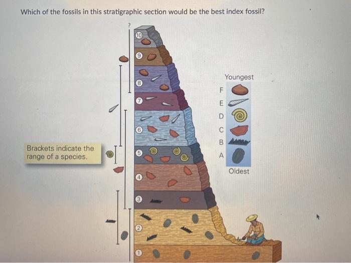 Solved Which of the fossils in this stratigraphic section 