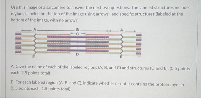 solved-use-this-image-of-a-sarcomere-to-answer-the-next-two-chegg