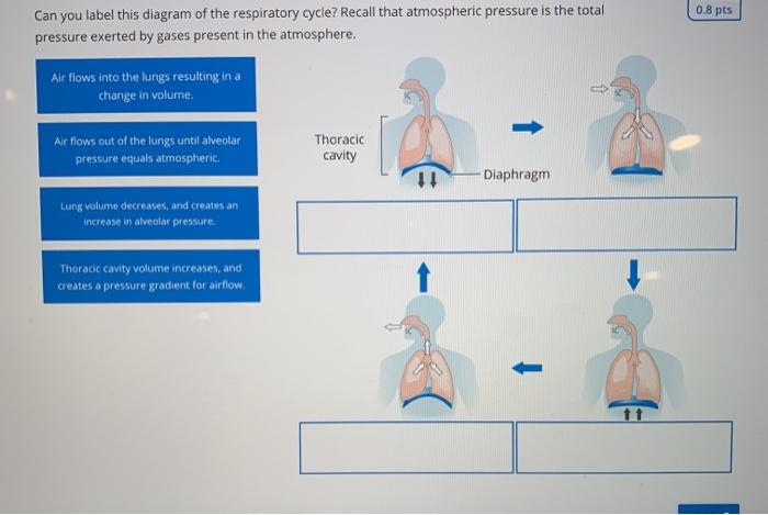 Solved 0.8 pts Can you label this diagram of the respiratory | Chegg.com