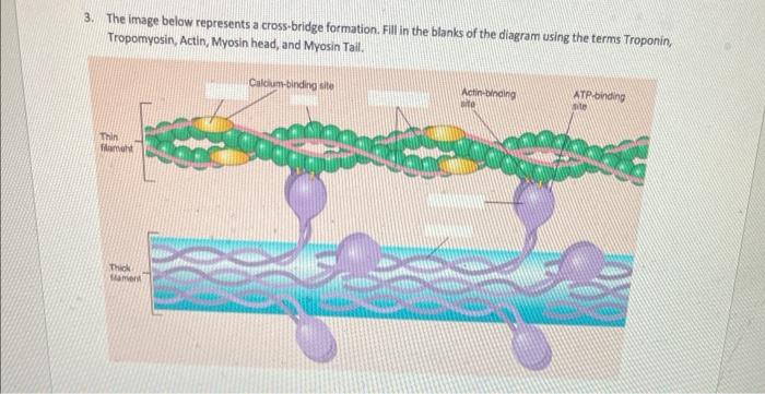 Solved 3. The image below represents a cross-bridge | Chegg.com