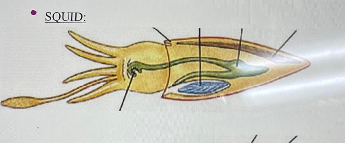 Solved Put down what is missing for the squid diagram. | Chegg.com