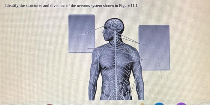 Solved Identify the structures and divisions of the nervous | Chegg.com
