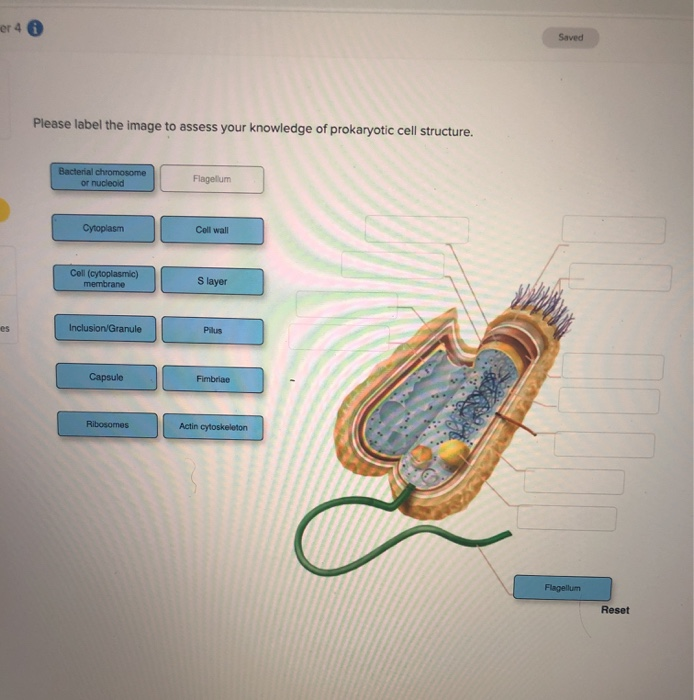 Solved Er 4 Saved Please Label The Image To Assess Your | Chegg.com